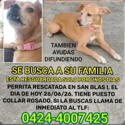 Foto de Perro, reunida con su familia