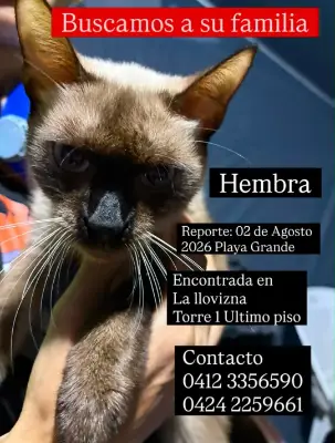 Gato