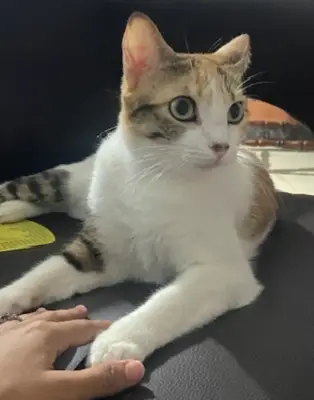 Alma