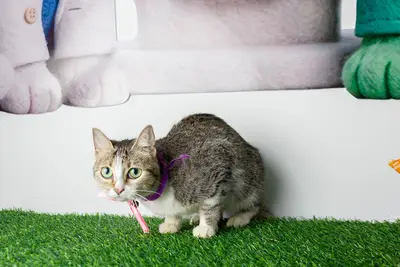Gato encontrado — foto 1