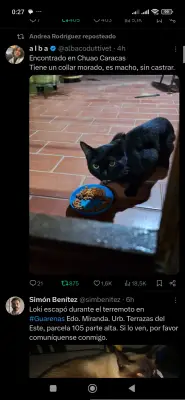 Gato encontrado