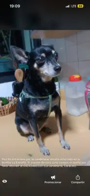 Perro encontrado