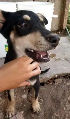 Si