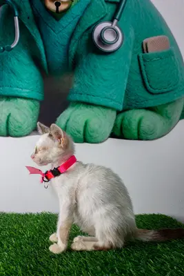 Gato encontrado — foto 2