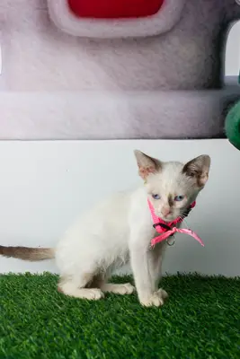 Gato encontrado — foto 1