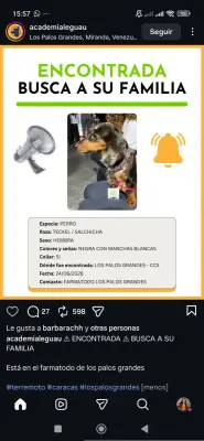 Perro encontrado