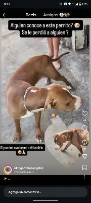 Perro encontrado — foto 2
