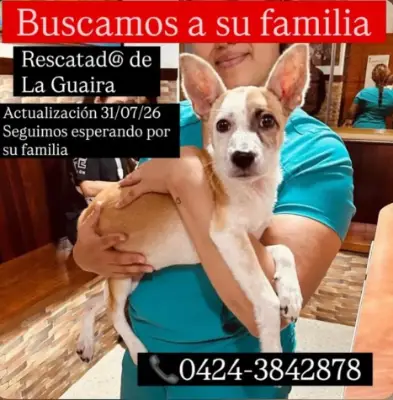 Perro encontrado