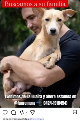 Mascota encontrada