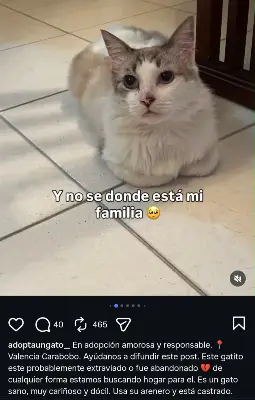 Gato encontrado