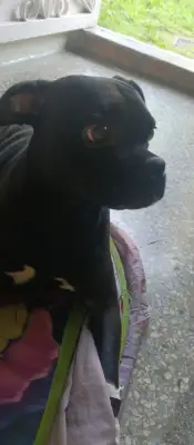 Es negrito