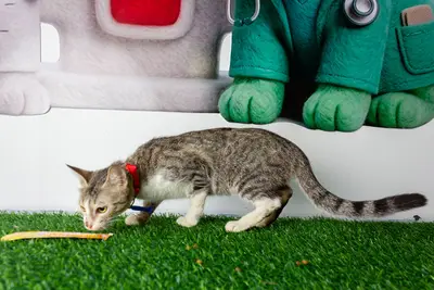 Gato encontrado — foto 2
