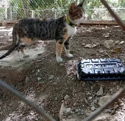 Gato encontrado