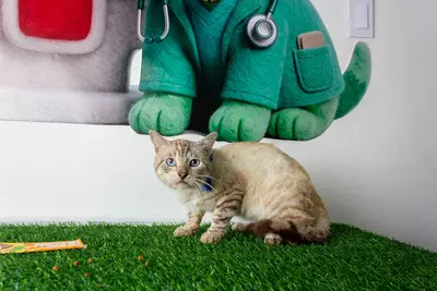 Gato encontrado — foto 1