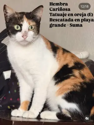 Gato encontrado