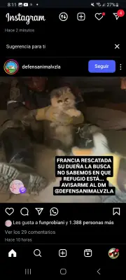Gato encontrado