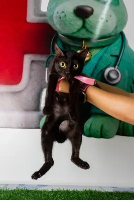 Gato encontrado — foto 2