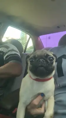 Perro encontrado