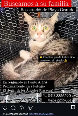 Gato encontrado