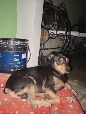Perro encontrado