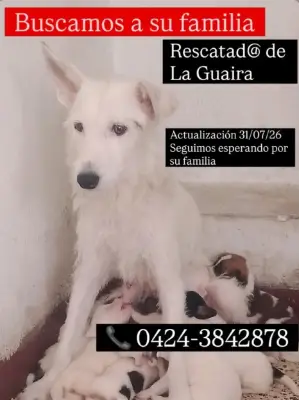 Perro encontrado