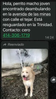 Perro encontrado