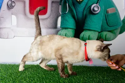 Gato encontrado — foto 1