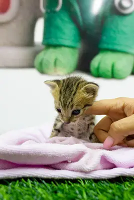 Gato encontrado — foto 2