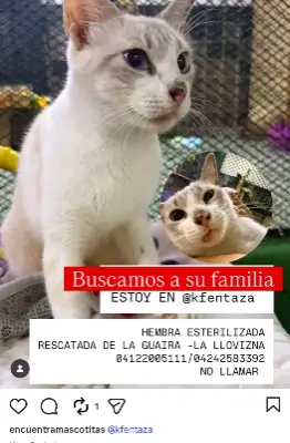 Gato encontrado