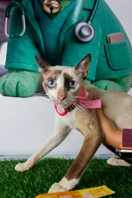 Gato encontrado — foto 2