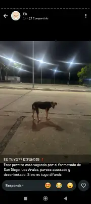 Perro encontrado