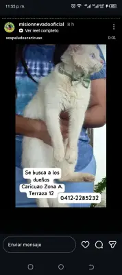 Perro encontrado