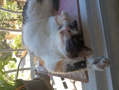 Kitty