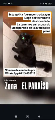 Gato encontrado