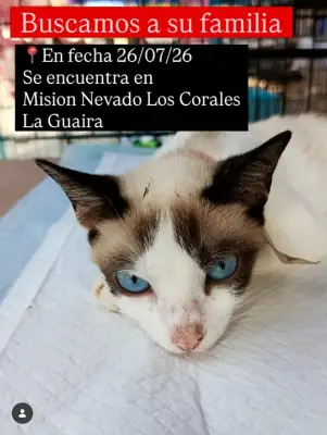 Gato encontrado