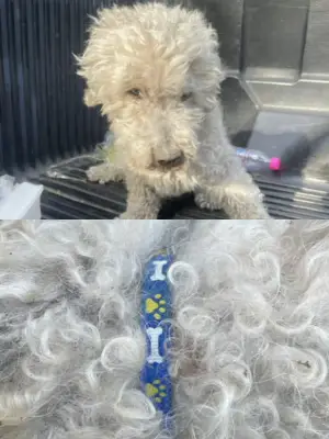 Perro encontrado