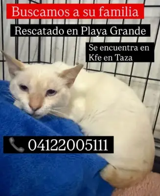 Gato encontrado