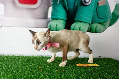 Gato encontrado — foto 1