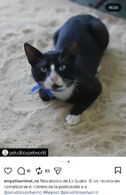 Gato encontrado