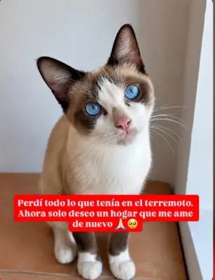 Gato encontrado