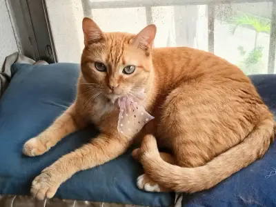 Catira