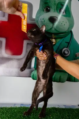 Gato encontrado — foto 2