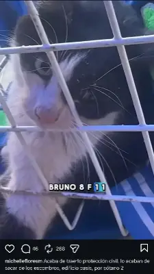 BRUNO