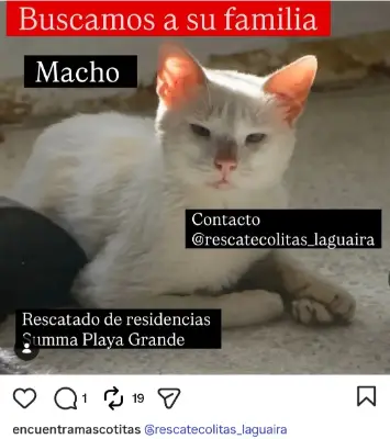 Gato encontrado