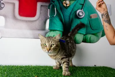 Gato encontrado — foto 2
