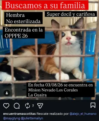 Gato encontrado