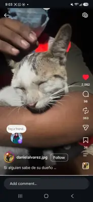 Gato encontrado
