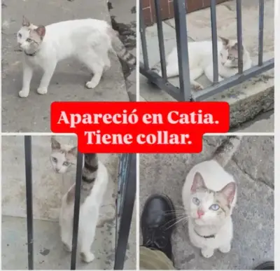 Gato encontrado