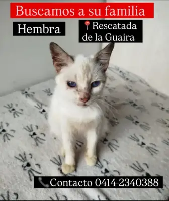 Gato encontrado