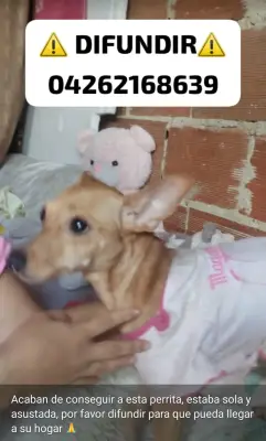 Perro encontrado